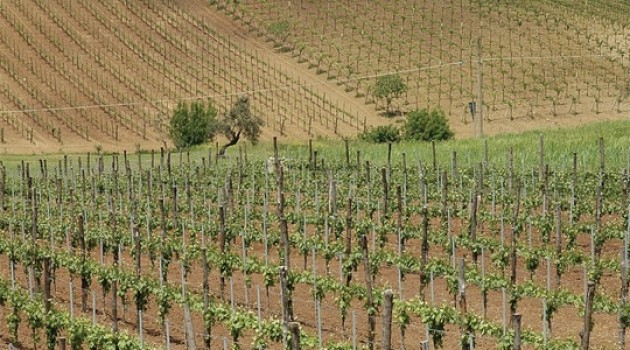 Piano Nazionale di Sostegno al settore vitivinicolo: il bando della Regione Campania
