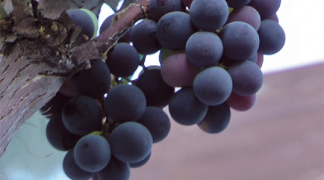 Campagna vitivinicola 2015: scadenza prorogata al 25 marzo Campagna vitivinicola 2015: scadenza prorogata al 25 marzo