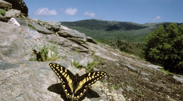 La biodiversità italiana