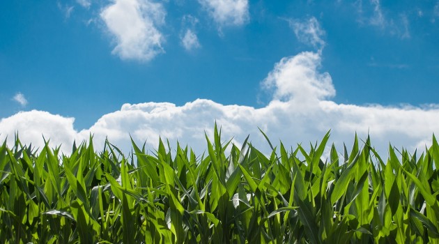 FEASR Lazio: Sostegno ai giovani agricoltori FEASR Lazio: Sostegno ai giovani agricoltori