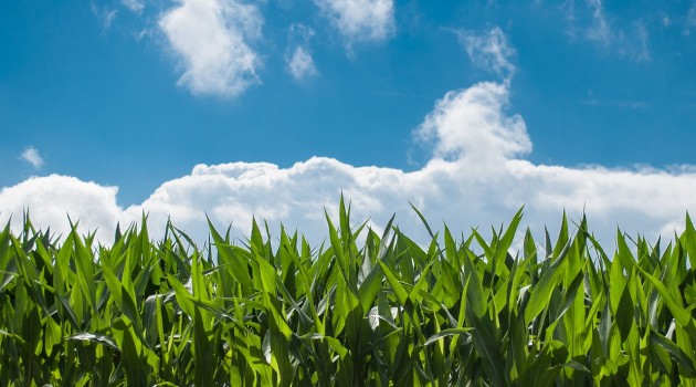 FEASR Lazio: Sostegno ai giovani agricoltori