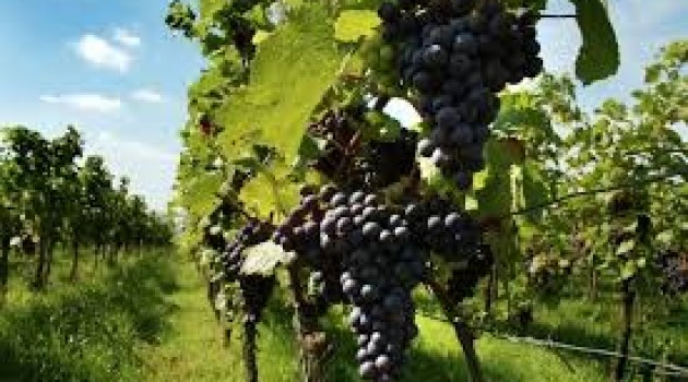Viticultura nel Veneto: sperimentazione di vitigni resistenti Viticultura nel Veneto: sperimentazione di vitigni resistenti