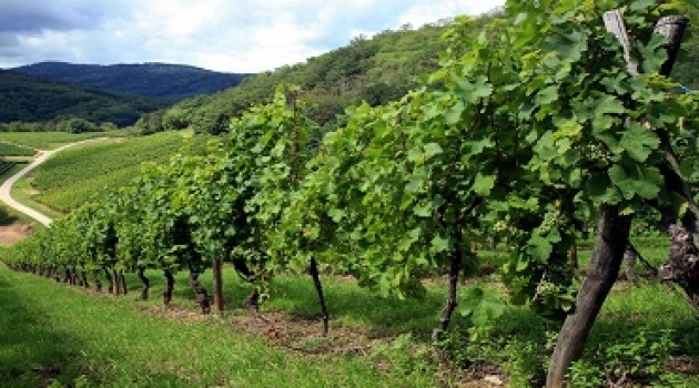 OCM Vino: bando della Regione Lazio per la promozione in Paesi terzi