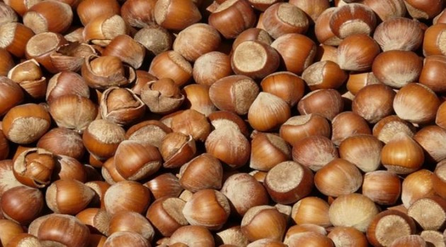 Turchia, cresce l’export di nocciole