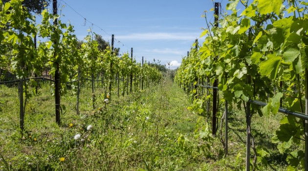 Enoturismo, da Sorrento la ricetta ecosostenibile per rilanciare brand e territorio Enoturismo, da Sorrento la ricetta ecosostenibile per rilanciare brand e territorio