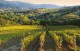 Connecting Italy: il 7 maggio un incontro dedicato alla filiera vitivinicola Connecting Italy: il 7 maggio un incontro dedicato alla filiera vitivinicola